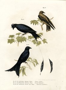 Rondine di bosco, 1864 da German School